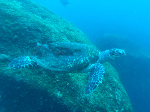 Hawksbill Sea Turtle