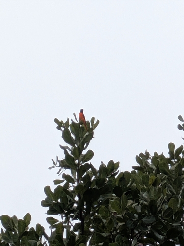 Orange Minivet