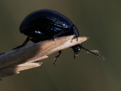 Chrysolina haemoptera