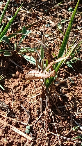 European Mantis