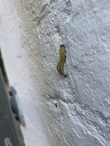 Pine Sawfly