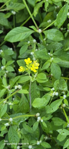 Brassica juncea observed 2026-09-27