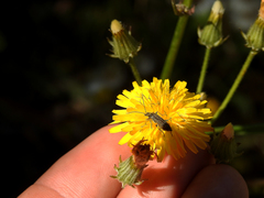 Oedemera barbara