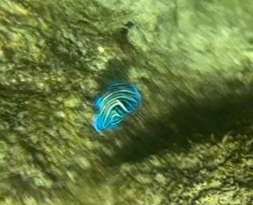 Semicircle Angelfish