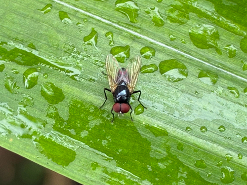 Hydrotaea chalcogaster
