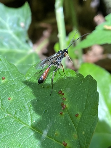 Dusona bicoloripes