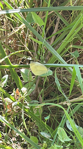 Small White