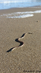 Phalotris lemniscatus