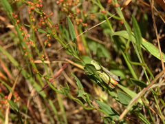 Chorthippus apicalis