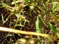 Chorthippus apicalis