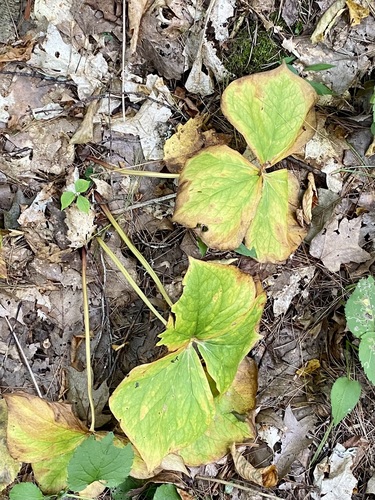 Trillium erectum, 2026-09-26