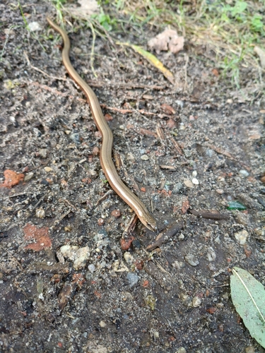 Common Slowworm