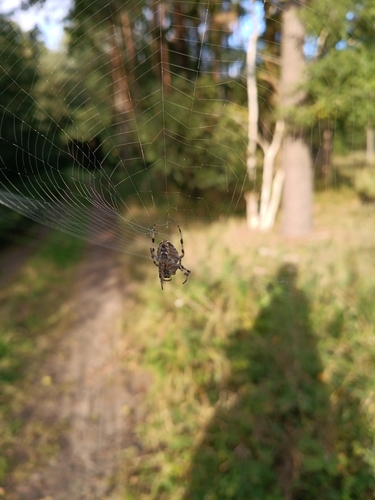 Cross Orbweaver