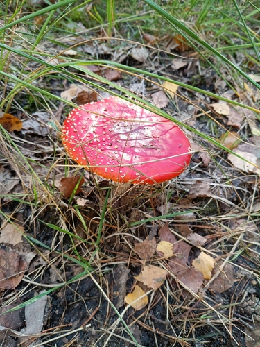 Fly Agaric