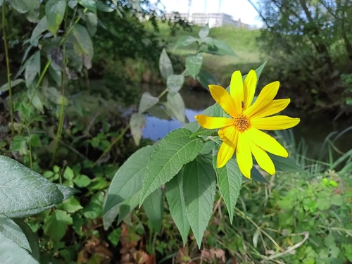 Jerusalem artichoke