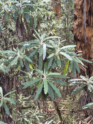 Bedfordia arborescens