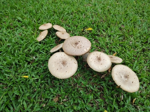 Green-spored Parasol