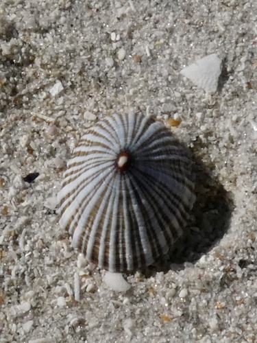 Siphonaria funiculata observed 2026-09-27