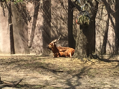 Tragelaphus eurycerus isaaci
