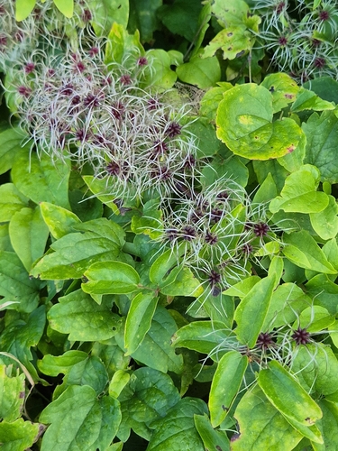Old man's beard