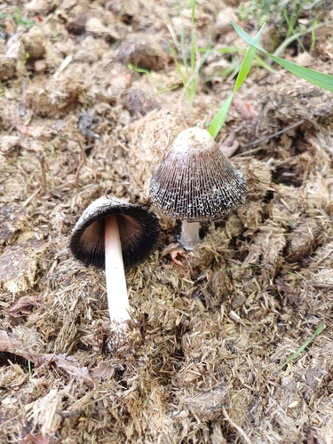 grey inkcap