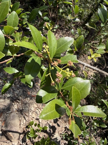 Scolopia oldhamii observed 2026-09-27