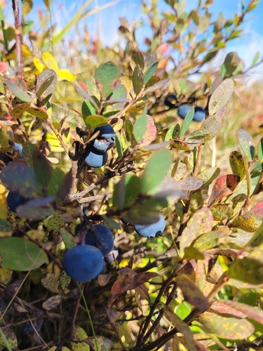 bog bilberry