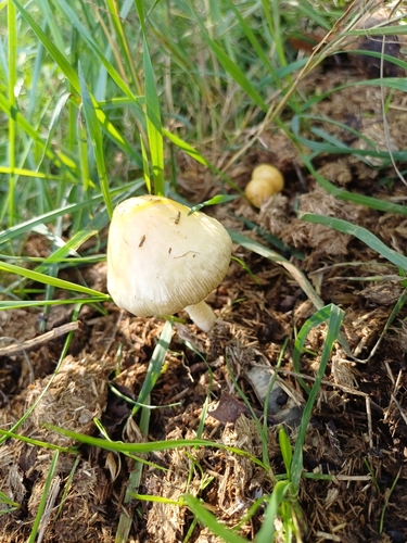 yellow fieldcap