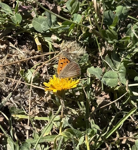 Small Copper