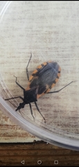 Triatoma mexicana