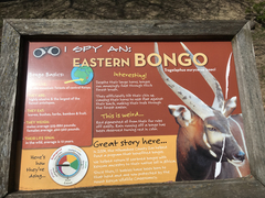 Tragelaphus eurycerus isaaci