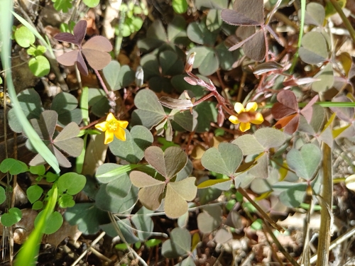 Creeping Woodsorrel