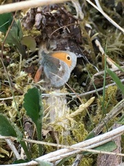 Coenonympha pamphilus