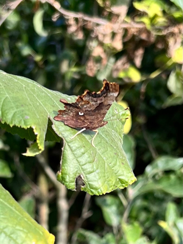 European Comma