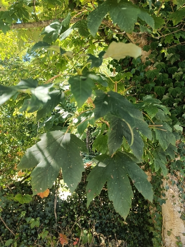 sycamore maple