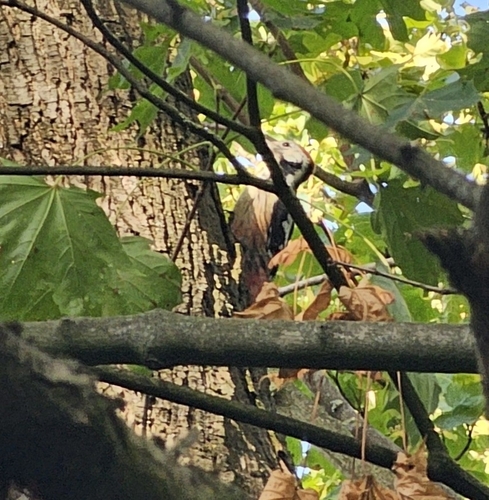 Middle Spotted Woodpecker