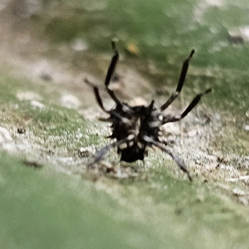 Brown Marmorated Stink Bug