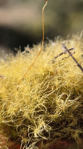 Leptobryum pyriforme observed 2026-09-27