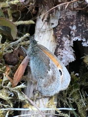 Coenonympha pamphilus