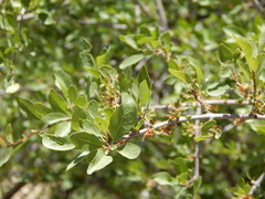 Pseudoziziphus parryi
