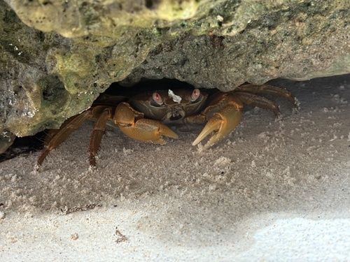 Geograpsus crinipes observed 2026-09-27