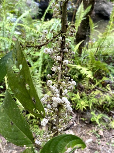Oreocnide rubescens observed 2026-09-27