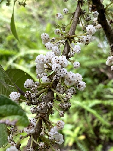 Oreocnide rubescens observed 2026-09-27
