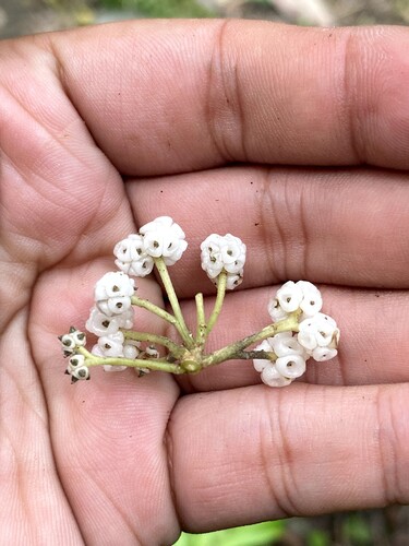 Oreocnide rubescens observed 2026-09-27