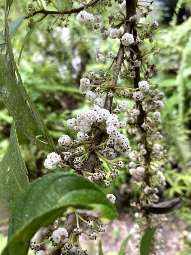 Oreocnide rubescens observed 2026-09-27