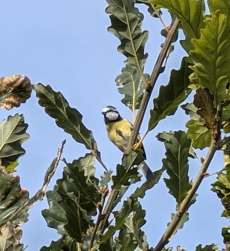 Eurasian Blue Tit