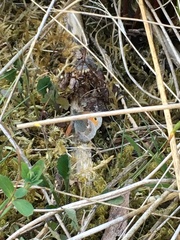 Coenonympha pamphilus