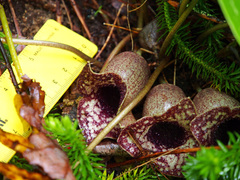 Hexastylis shuttleworthii