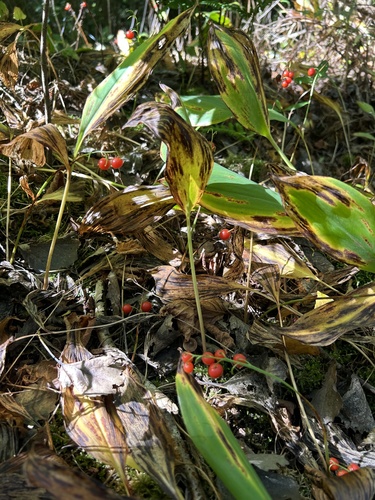 European lily of the valley