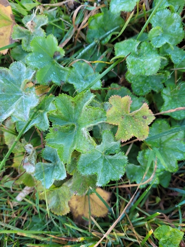 Podosphaera aphanis